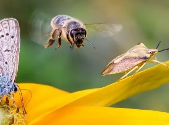 A butterfly and a bee on a yellow flower, showcasing the beauty of nature's pollinators.